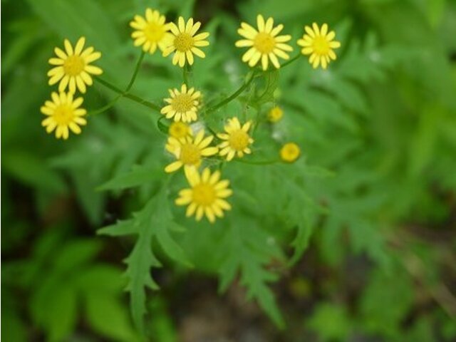 Ragwort 