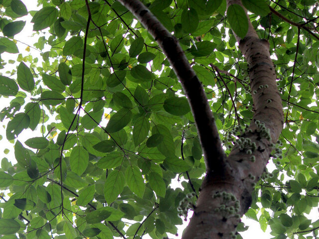 Ficus variegata