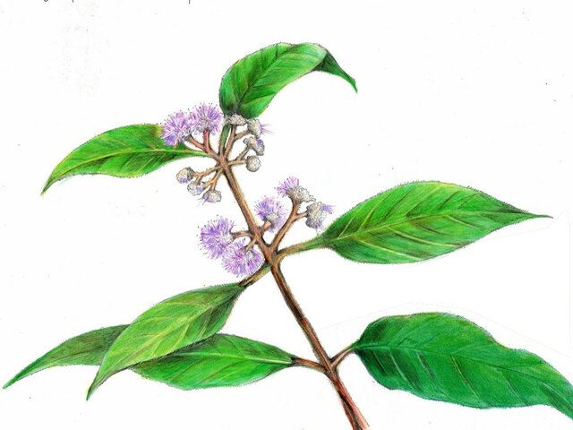 Callicarpa kochiana