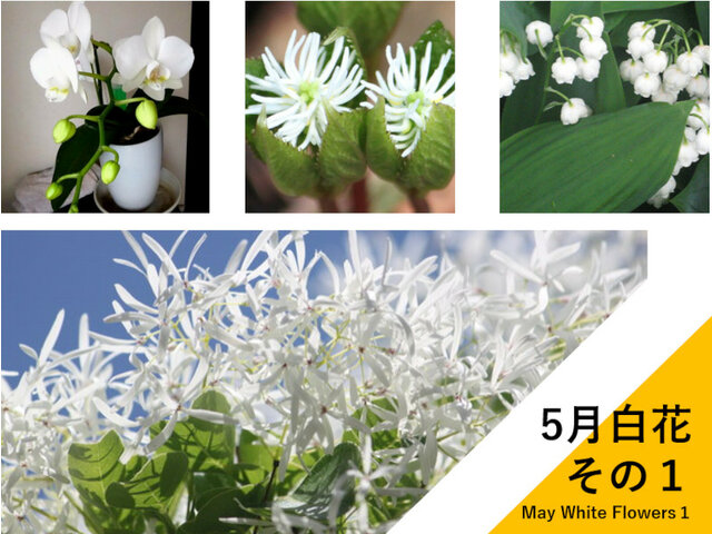 特集 5月の白い花その１🌼 かぎけん花日記 | 科技研花图画书