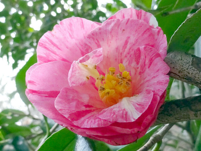 Camellia Momoji-no-higure