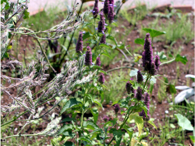 Agastache liquorice blue