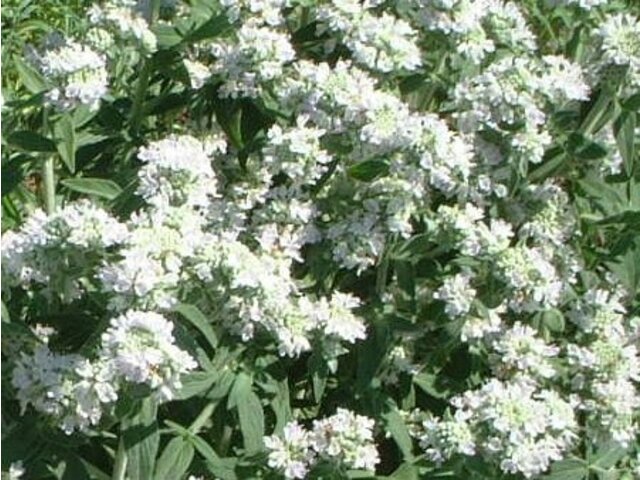 White horehound