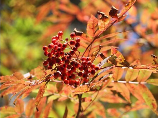 11月13日の誕生花 デンドロビウム ナナカマド 科技研花图画书