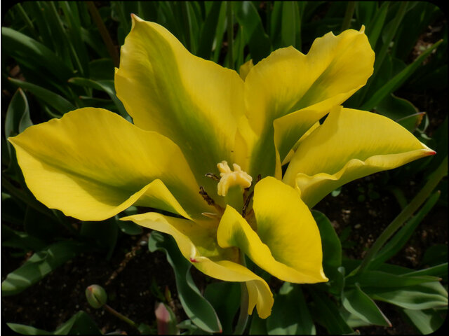 Tulip 'Florosa' 