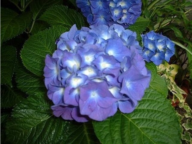 Hydrangea Macrophylla Hydrangea Ajisai Flower Database