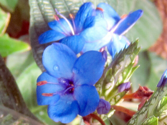 Eranthemum pulchellum