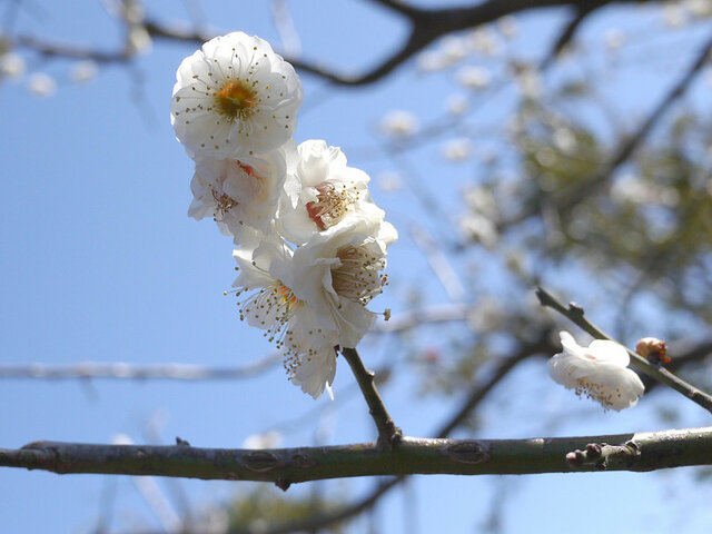 梅花