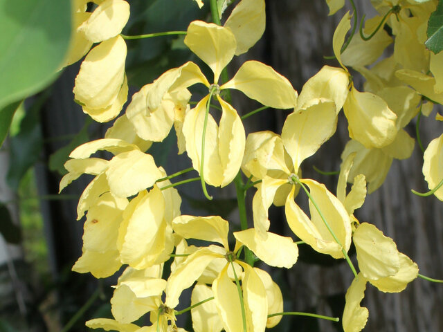 Golden Shower Tree