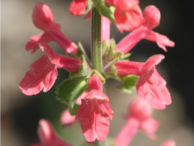 Stachys coccinea