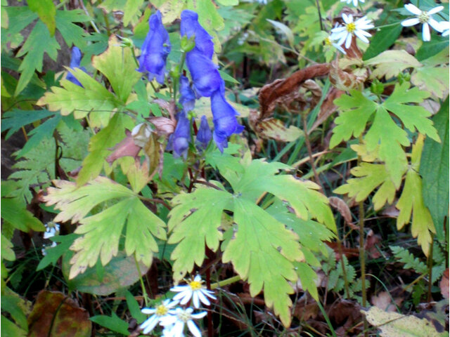 山乌头 Aconitum Japonicum Thunb 科技研花图画书