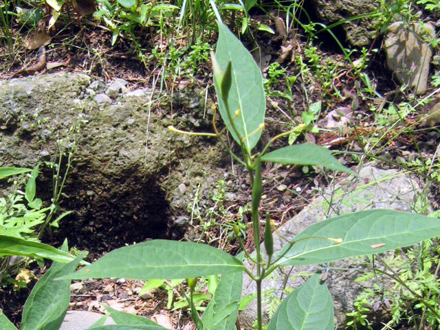 Vincetoxicum acuminatum