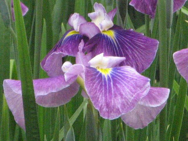 花菖蒲 七福神 Iris Ensata Var Shichifukujin かぎけん花図鑑