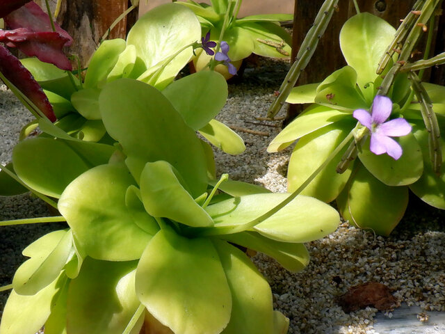 Pinguicula gigantea