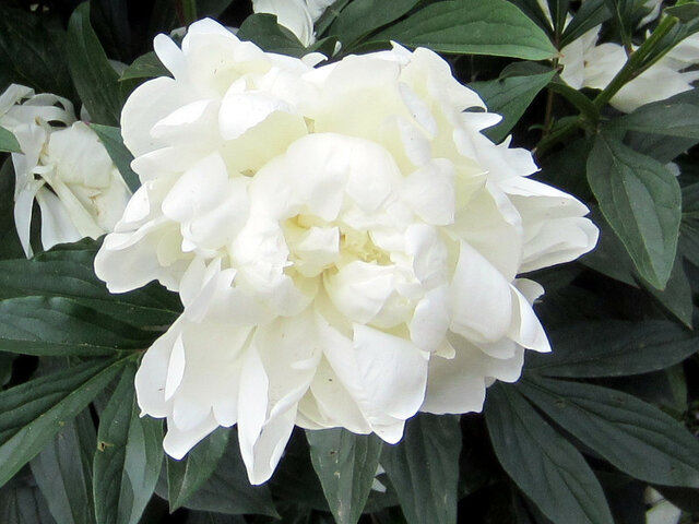 Paeonia lactiflora Myoko