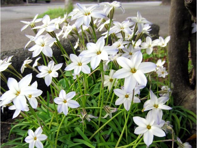 Sspring starflower