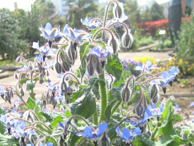 Borage