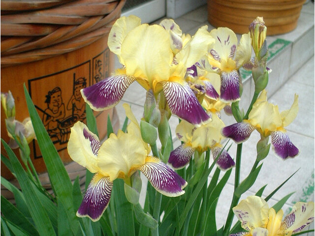 German Iris