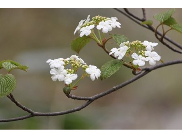 Viburnum furcatum