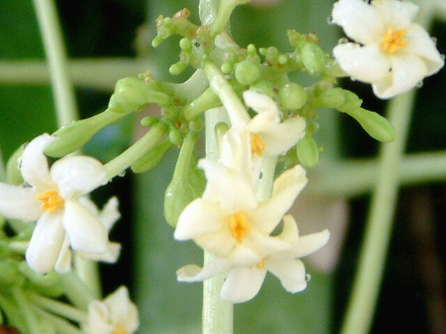 幹生花－幹に直接花を咲かせ結実する植物