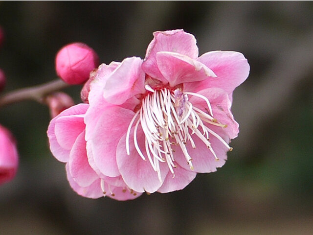 Ume