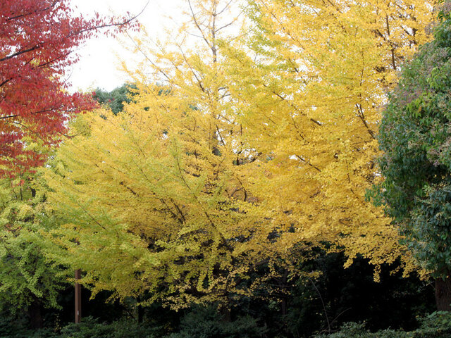 Ginkgo biloba tree