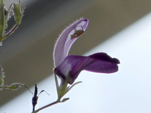 Brillantaisia lamium