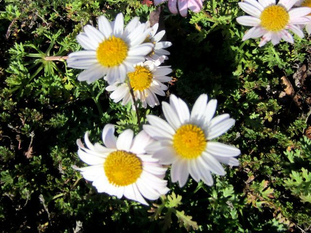 Zawadsky's chrysanthemum