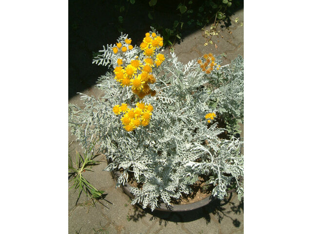 Senecio cineraria