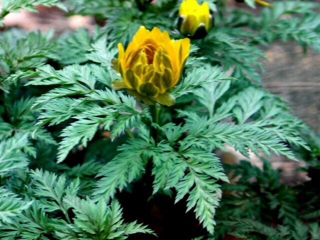 Adonis amurensis