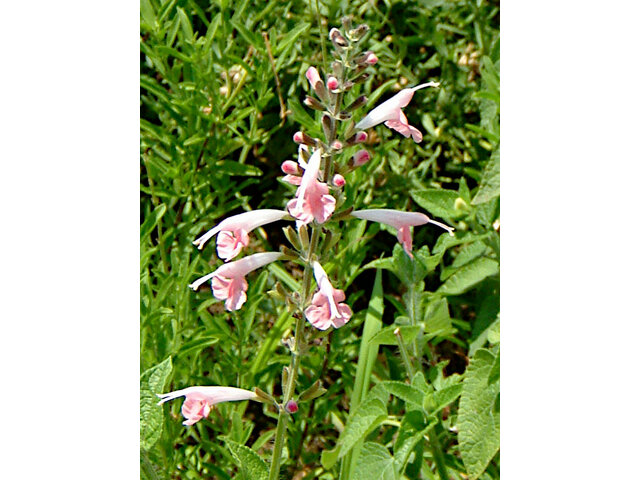 Salvia dorisiana