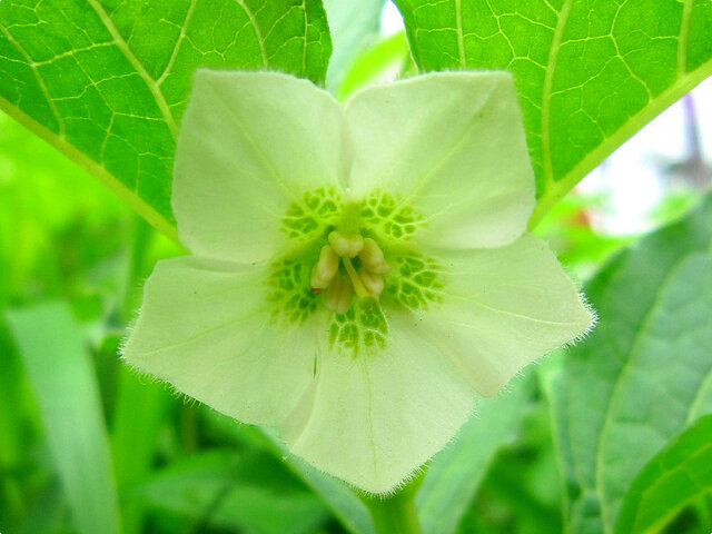 Physalis alkekengi