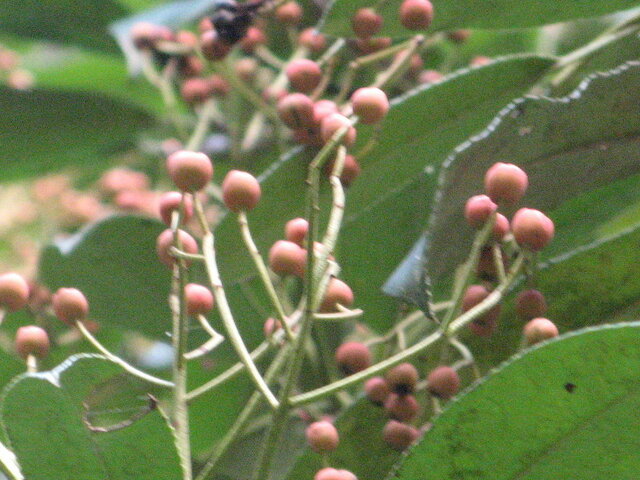 Photinia serratifolia