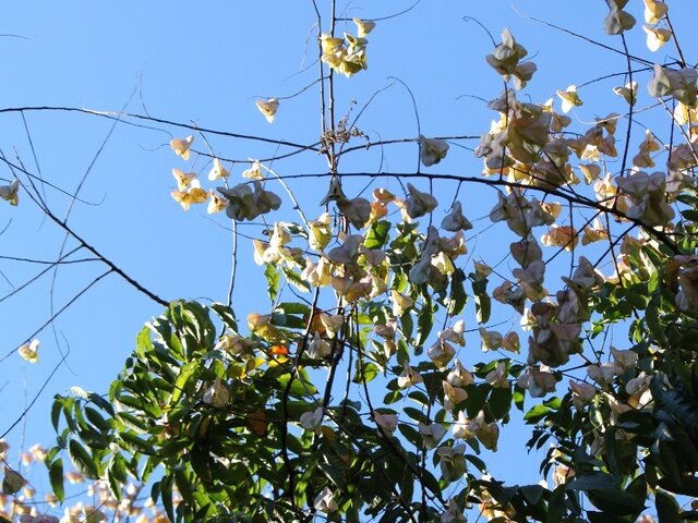 Chinese flame tree