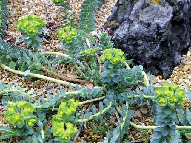 Myrtle spurge