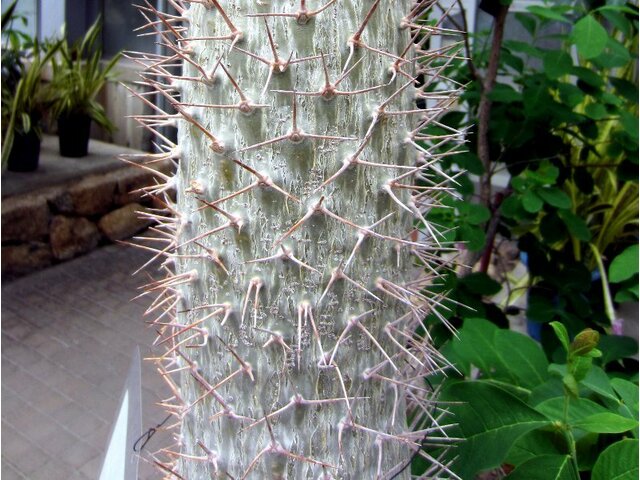 Pachypodium geayi