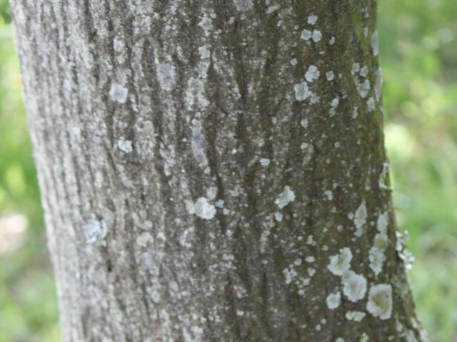 Cornus controversa