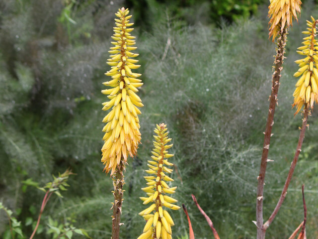 Aloe vera