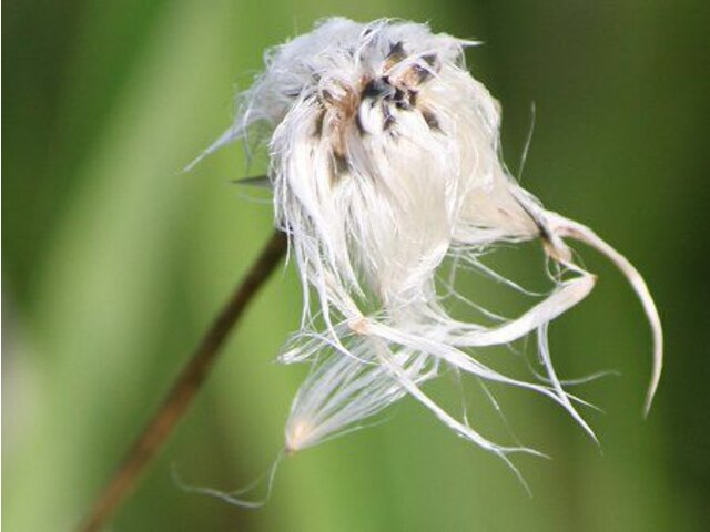 Eriophorum vaginatum