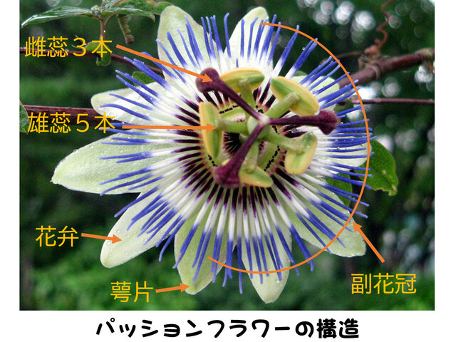 Passionflower