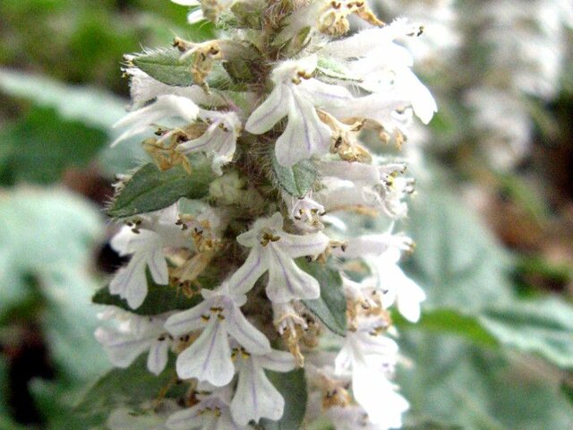 Ajuga nipponensis