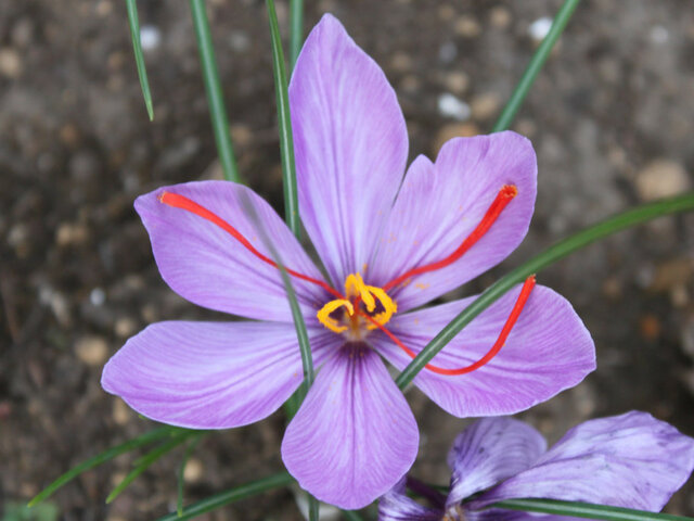 11月4日の誕生花 紫式部 サフラン 科技研花图画书