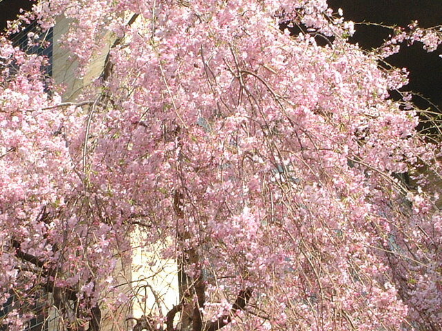 Weeping cherry