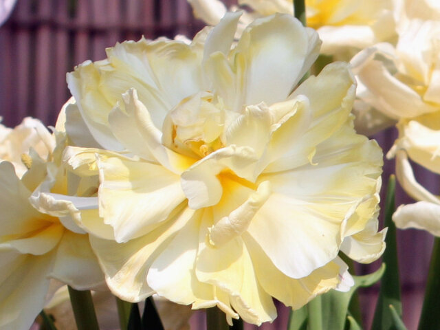 Tulip 'Avant Garde'