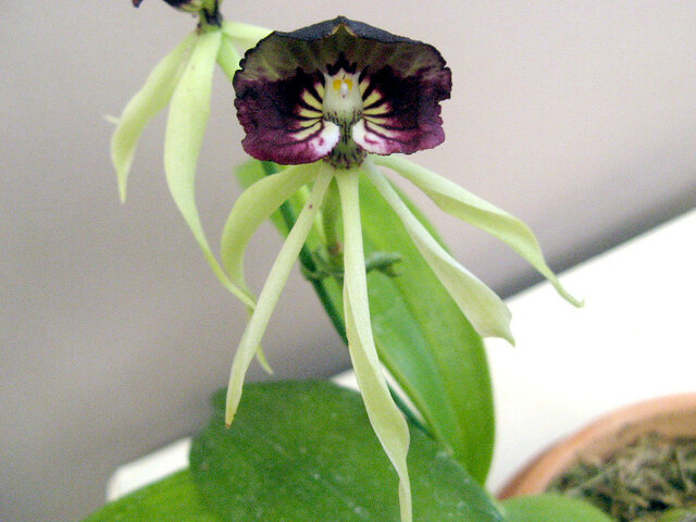 Encyclia cochleata