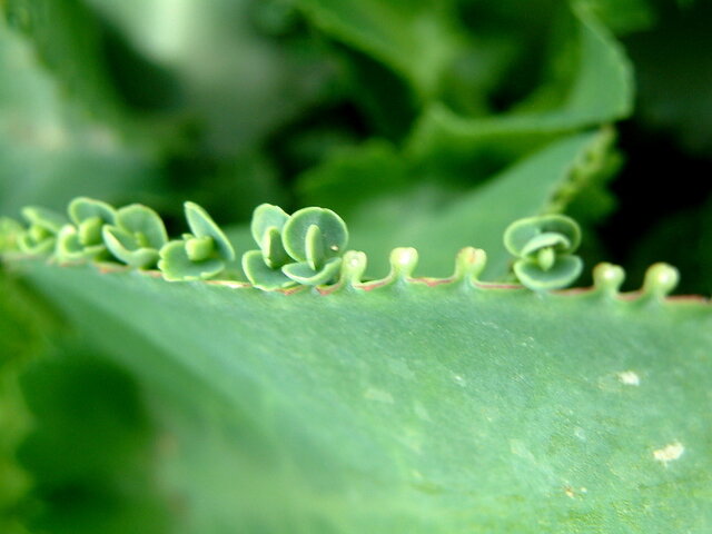 Kalanchoe daigremontiana