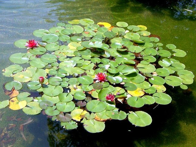 Pygmy water lily