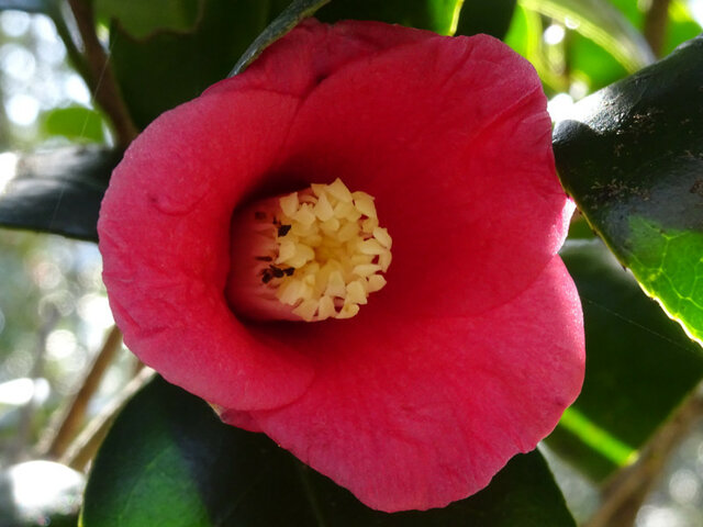 Camellia 'Sado-wabisuke'