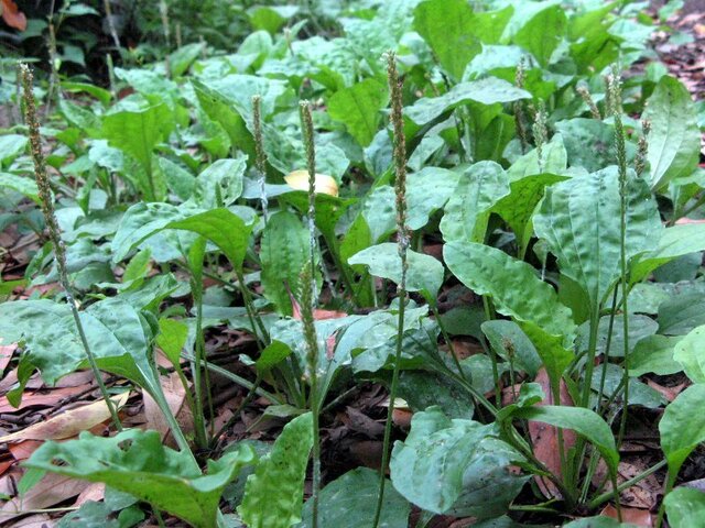 Plantago asiatica