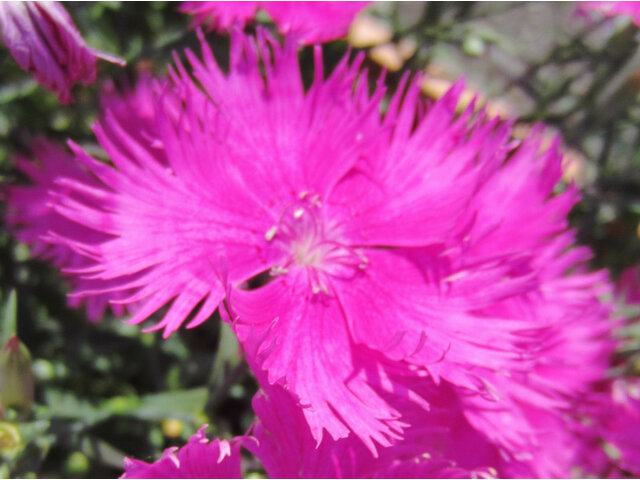 Dianthus